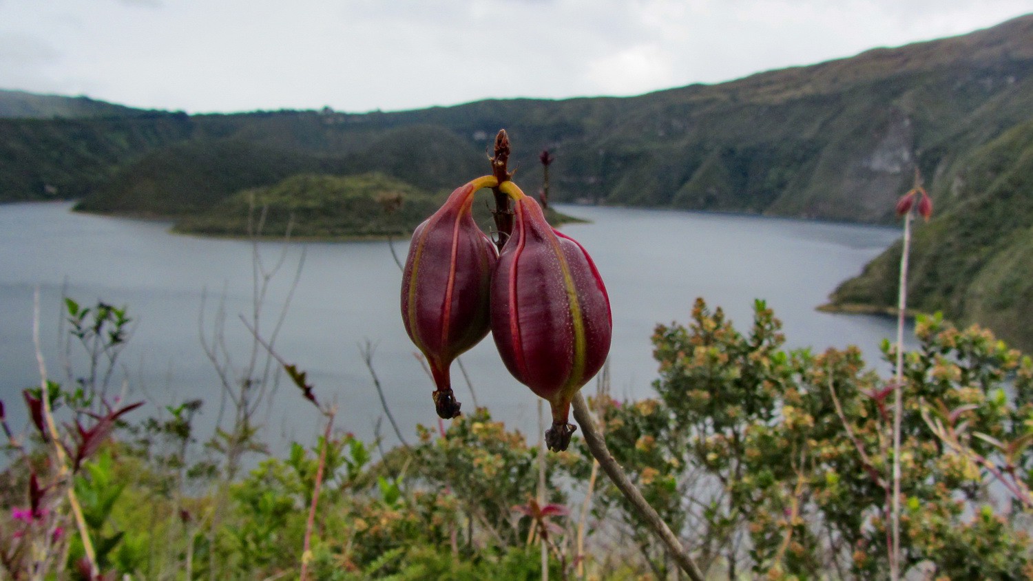 Purple fruits with Laguna de Cuicocha